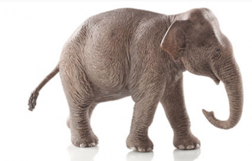 ELEFANTENKUH - ASIATISCH